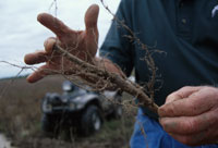 sample seeding